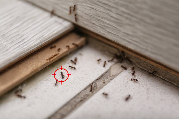 Best Pest Control Treatment  in Peru, IL